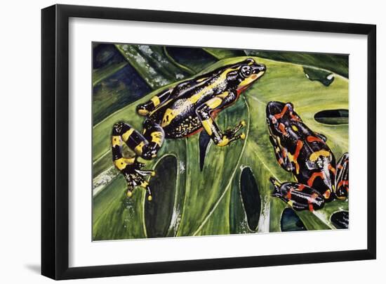 Costa Rican Variable Harlequin Toad (Atelopus Varius), Bufonidae-null-Framed Giclee Print