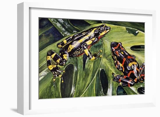 Costa Rican Variable Harlequin Toad (Atelopus Varius), Bufonidae-null-Framed Giclee Print