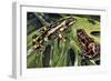 Costa Rican Variable Harlequin Toad (Atelopus Varius), Bufonidae-null-Framed Giclee Print