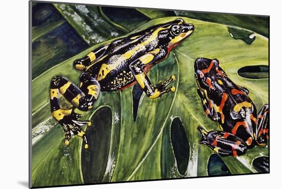 Costa Rican Variable Harlequin Toad (Atelopus Varius), Bufonidae-null-Mounted Giclee Print