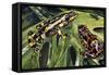 Costa Rican Variable Harlequin Toad (Atelopus Varius), Bufonidae-null-Framed Stretched Canvas