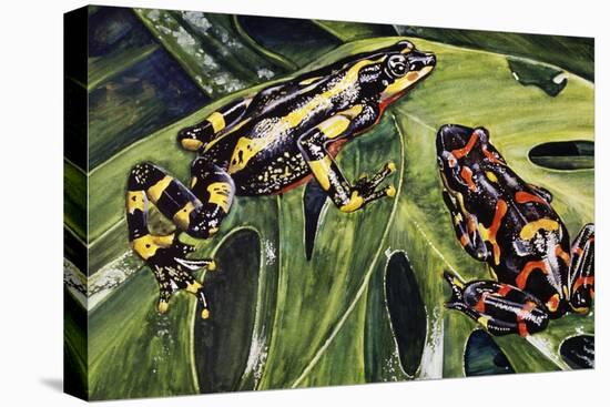 Costa Rican Variable Harlequin Toad (Atelopus Varius), Bufonidae-null-Stretched Canvas