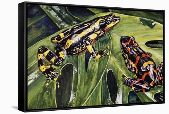 Costa Rican Variable Harlequin Toad (Atelopus Varius), Bufonidae-null-Framed Stretched Canvas