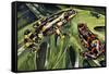 Costa Rican Variable Harlequin Toad (Atelopus Varius), Bufonidae-null-Framed Stretched Canvas