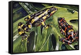 Costa Rican Variable Harlequin Toad (Atelopus Varius), Bufonidae-null-Framed Stretched Canvas