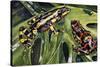 Costa Rican Variable Harlequin Toad (Atelopus Varius), Bufonidae-null-Stretched Canvas