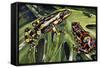 Costa Rican Variable Harlequin Toad (Atelopus Varius), Bufonidae-null-Framed Stretched Canvas