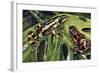 Costa Rican Variable Harlequin Toad (Atelopus Varius), Bufonidae-null-Framed Giclee Print