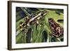 Costa Rican Variable Harlequin Toad (Atelopus Varius), Bufonidae-null-Framed Giclee Print