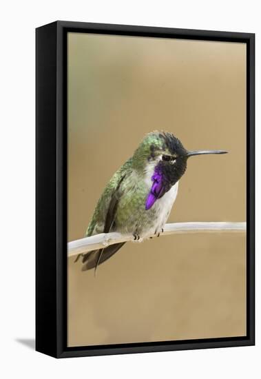 Costa's Hummingbird-Hal Beral-Framed Stretched Canvas