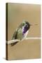 Costa's Hummingbird-Hal Beral-Stretched Canvas