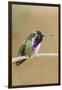 Costa's Hummingbird-Hal Beral-Framed Photographic Print