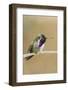 Costa's Hummingbird-Hal Beral-Framed Photographic Print