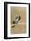 Costa's Hummingbird-Hal Beral-Framed Photographic Print