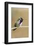 Costa's Hummingbird-Hal Beral-Framed Photographic Print