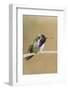 Costa's Hummingbird-Hal Beral-Framed Photographic Print