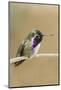 Costa's Hummingbird-Hal Beral-Mounted Photographic Print