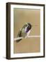 Costa's Hummingbird-Hal Beral-Framed Photographic Print