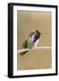 Costa's Hummingbird-Hal Beral-Framed Photographic Print