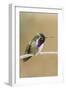 Costa's Hummingbird-Hal Beral-Framed Photographic Print