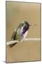 Costa's Hummingbird-Hal Beral-Mounted Photographic Print