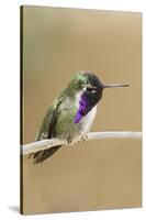 Costa's Hummingbird-Hal Beral-Stretched Canvas