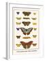 Costa Spotted, Mimic Whites, Butterflies-Albertus Seba-Framed Art Print