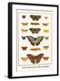 Costa Spotted, Mimic Whites, Butterflies-Albertus Seba-Framed Art Print