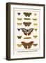 Costa Spotted, Mimic Whites, Butterflies-Albertus Seba-Framed Art Print