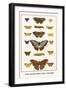 Costa Spotted, Mimic Whites, Butterflies-Albertus Seba-Framed Art Print