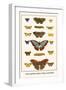 Costa Spotted, Mimic Whites, Butterflies-Albertus Seba-Framed Art Print