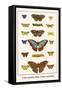 Costa Spotted, Mimic Whites, Butterflies-Albertus Seba-Framed Stretched Canvas