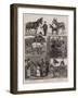 Costermongers' Jubilee Pony and Donkey Show at the People's Palace, East London-null-Framed Giclee Print