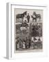 Costermongers' Jubilee Pony and Donkey Show at the People's Palace, East London-null-Framed Giclee Print