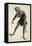 Costume Sketch-Adolfo Hohenstein-Framed Stretched Canvas