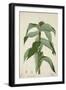 Costus Specrosa J Sm, 1800-10-null-Framed Giclee Print