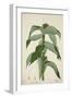 Costus Specrosa J Sm, 1800-10-null-Framed Giclee Print