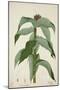 Costus Specrosa J Sm, 1800-10-null-Mounted Giclee Print