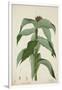 Costus Specrosa J Sm, 1800-10-null-Framed Giclee Print