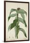 Costus Specrosa J Sm, 1800-10-null-Framed Giclee Print