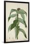 Costus Specrosa J Sm, 1800-10-null-Framed Giclee Print