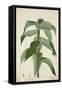 Costus Specrosa J Sm, 1800-10-null-Framed Stretched Canvas