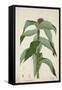 Costus Specrosa J Sm, 1800-10-null-Framed Stretched Canvas