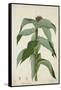 Costus Specrosa J Sm, 1800-10-null-Framed Stretched Canvas