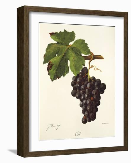 Cot Grape-J. Troncy-Framed Giclee Print
