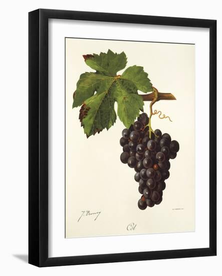 Cot Grape-J. Troncy-Framed Giclee Print