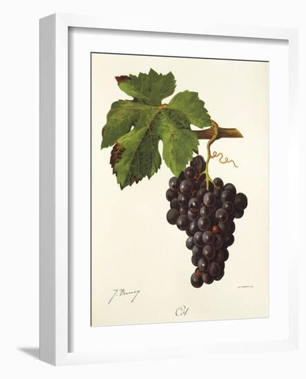 Cot Grape-J. Troncy-Framed Giclee Print
