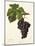 Cot Grape-J. Troncy-Mounted Giclee Print