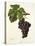 Cot Grape-J. Troncy-Stretched Canvas
