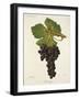 Cot Rouge Grape-J. Troncy-Framed Giclee Print